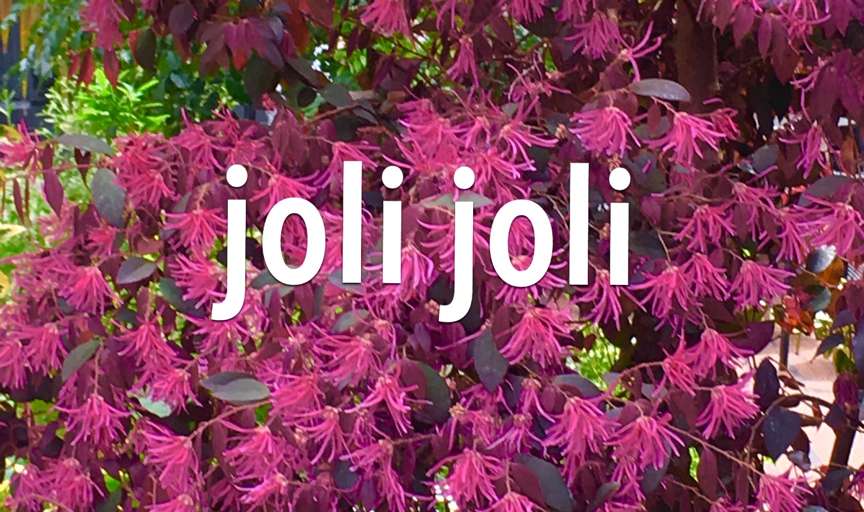 jolijoli